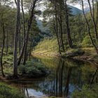 Fantastical landscape with arching tree over waterfall in lush greenery