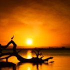 Tranquil sunset scene with silhouettes of birds, tree, and water reflection