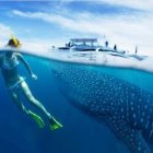 Underwater scene: Diver with whale shark, ray, and boat.