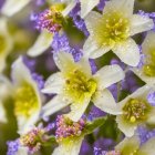 Dew-covered white and purple flowers in close-up view