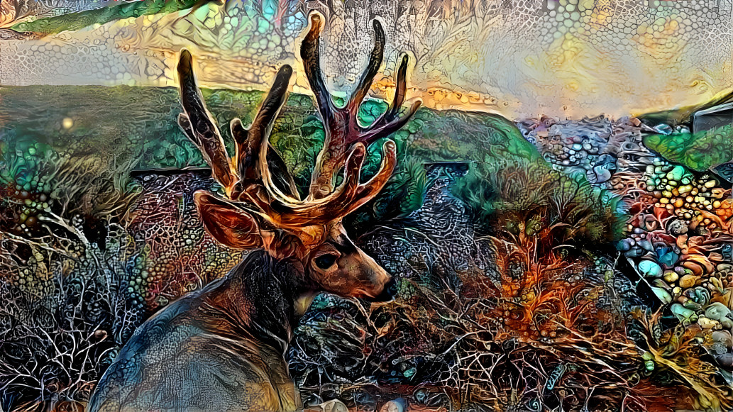 Stag