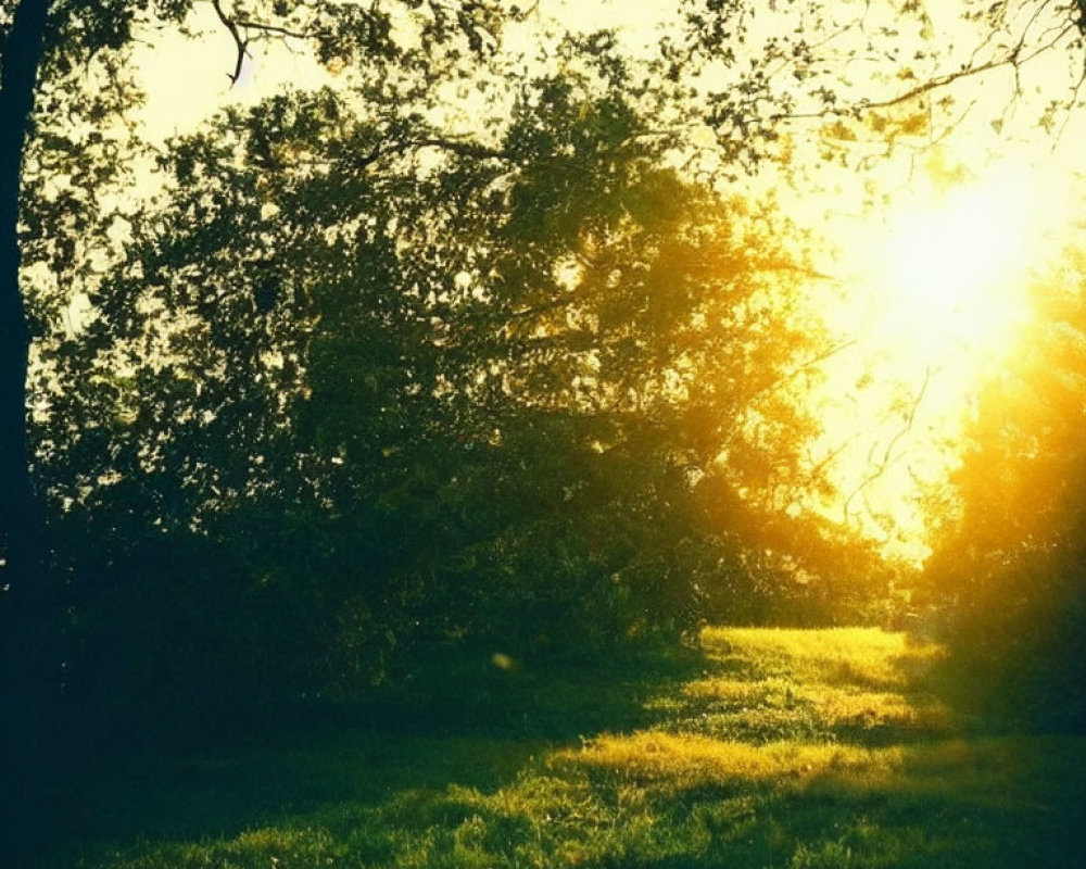 Sunset beams on lush green field create warm, serene atmosphere