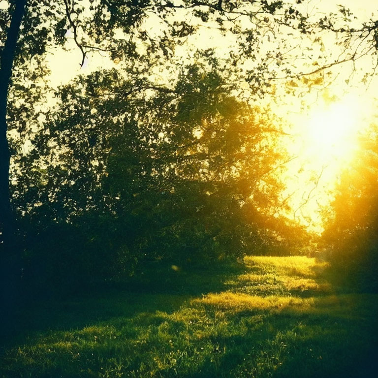 Sunset beams on lush green field create warm, serene atmosphere