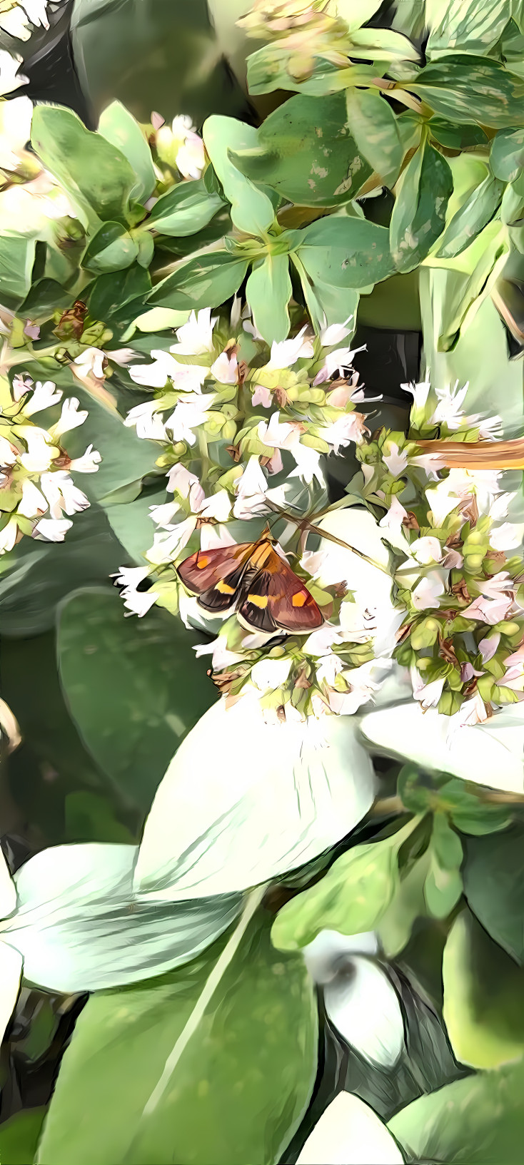 Butterfly on Flowers