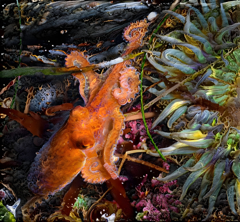 Octopus with Anemone