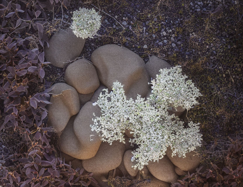 Clustered Smooth Pebbles with White Flowers on Dark Rocky Background