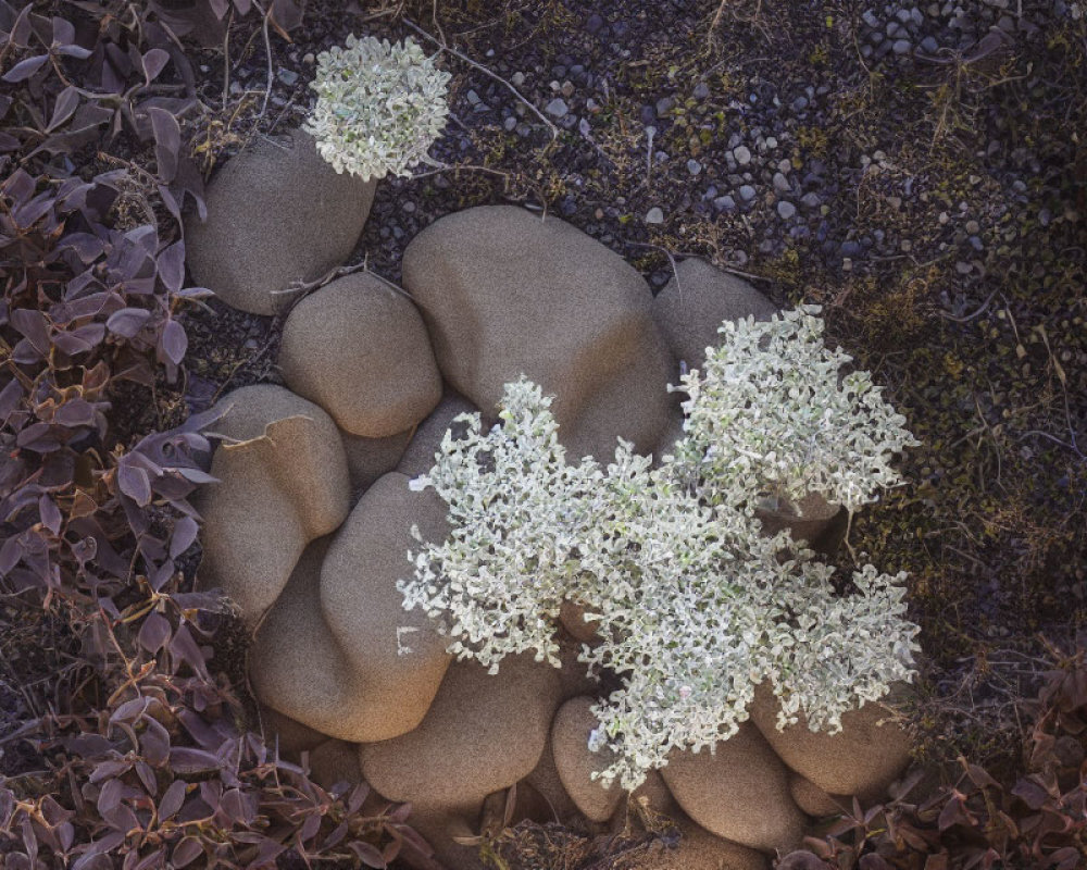 Clustered Smooth Pebbles with White Flowers on Dark Rocky Background