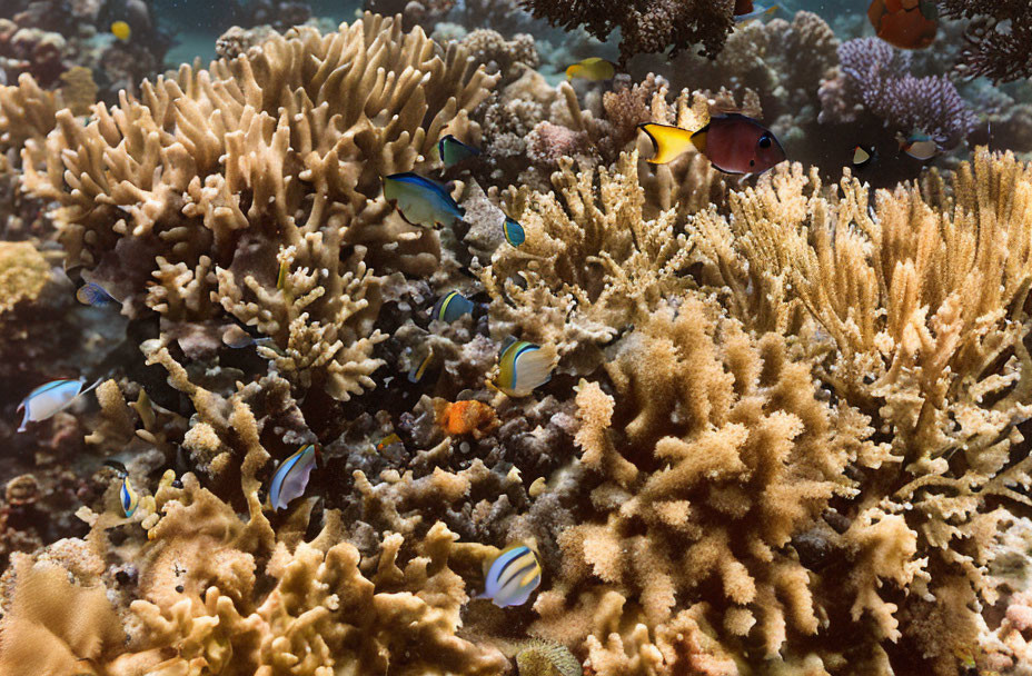 Colorful Coral Structures and Tropical Fish in Underwater Scene