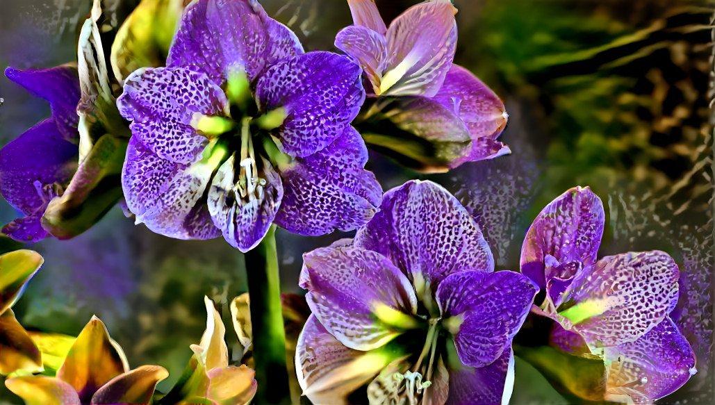 Amaryllis with blue orchid