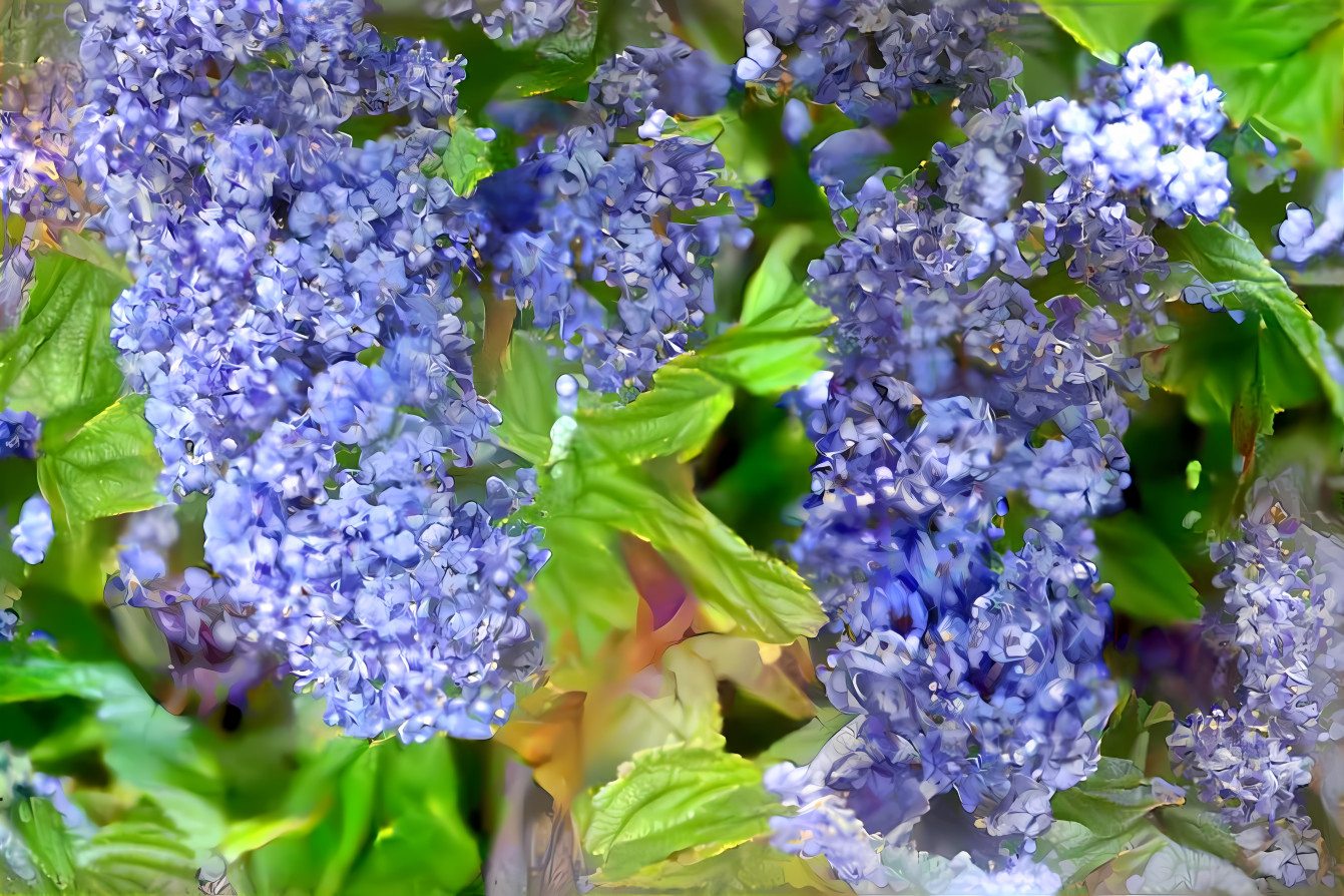 Grape ceanothus