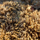 Colorful Coral Structures and Tropical Fish in Underwater Scene