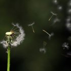 Surreal cosmic scene with flower-like structures in starry background