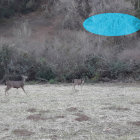 Three deer in snowy field under full moon with glowing UFO above