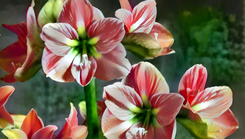 Amaryllis with striped tulip