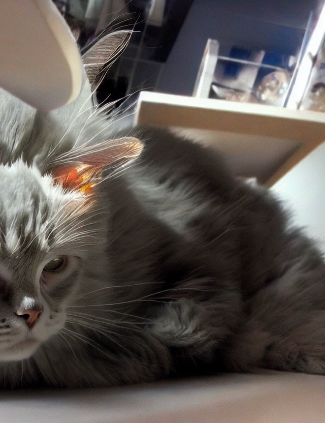 Fluffy gray cat lying down in sunlight and shadow