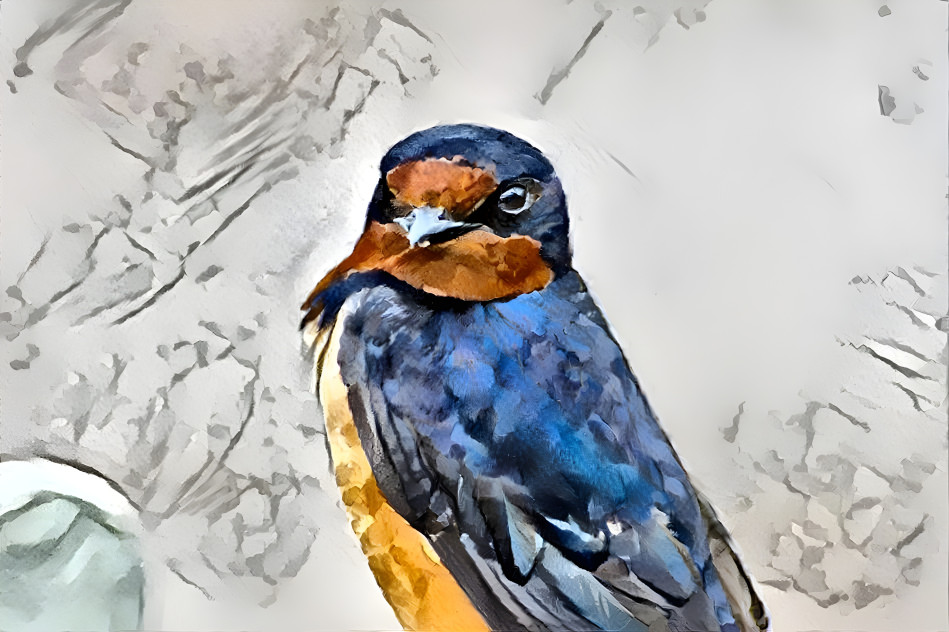 Barn swallow 