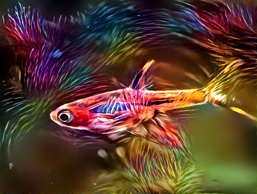 Chilli rasbora 