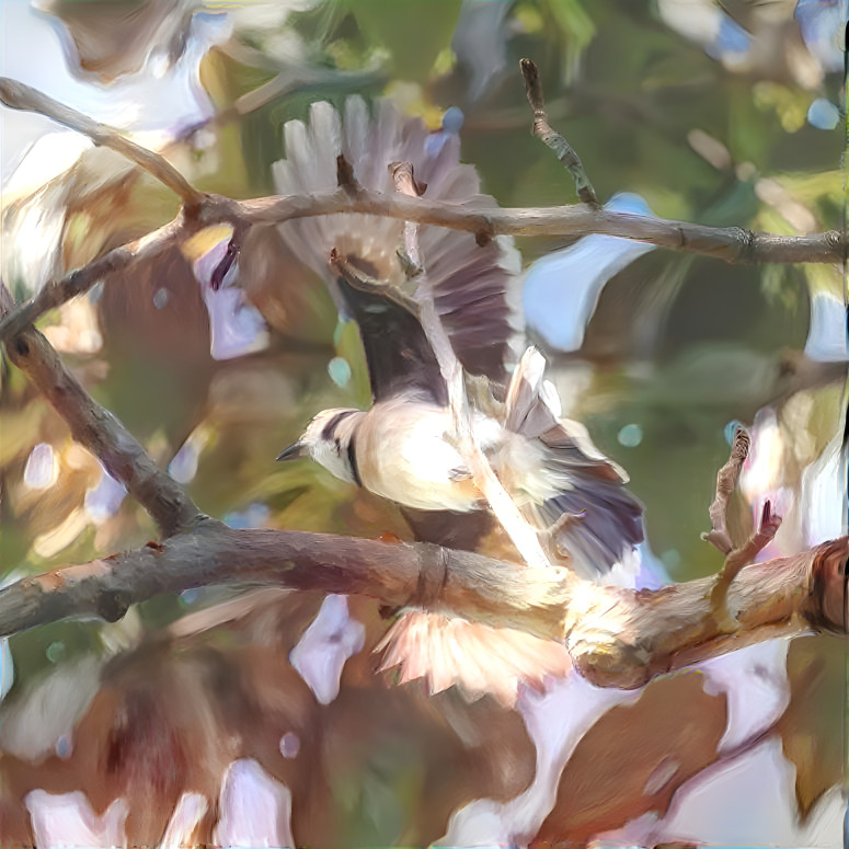 Bluejay in flight