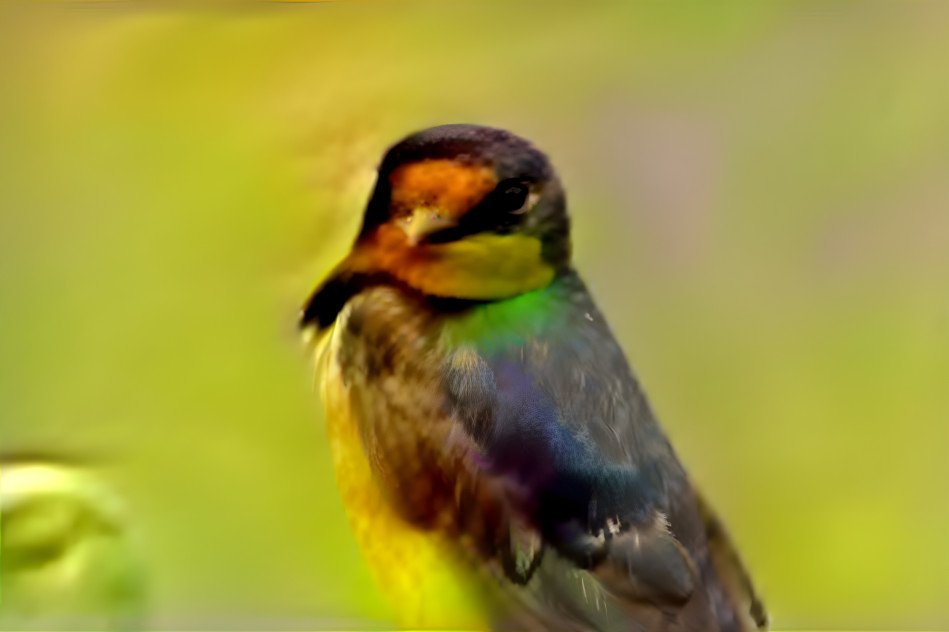 Barn swallow