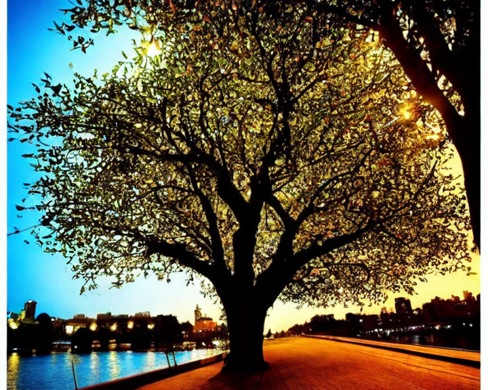 Colorful sunset over river with tree silhouette and cityscape in distance