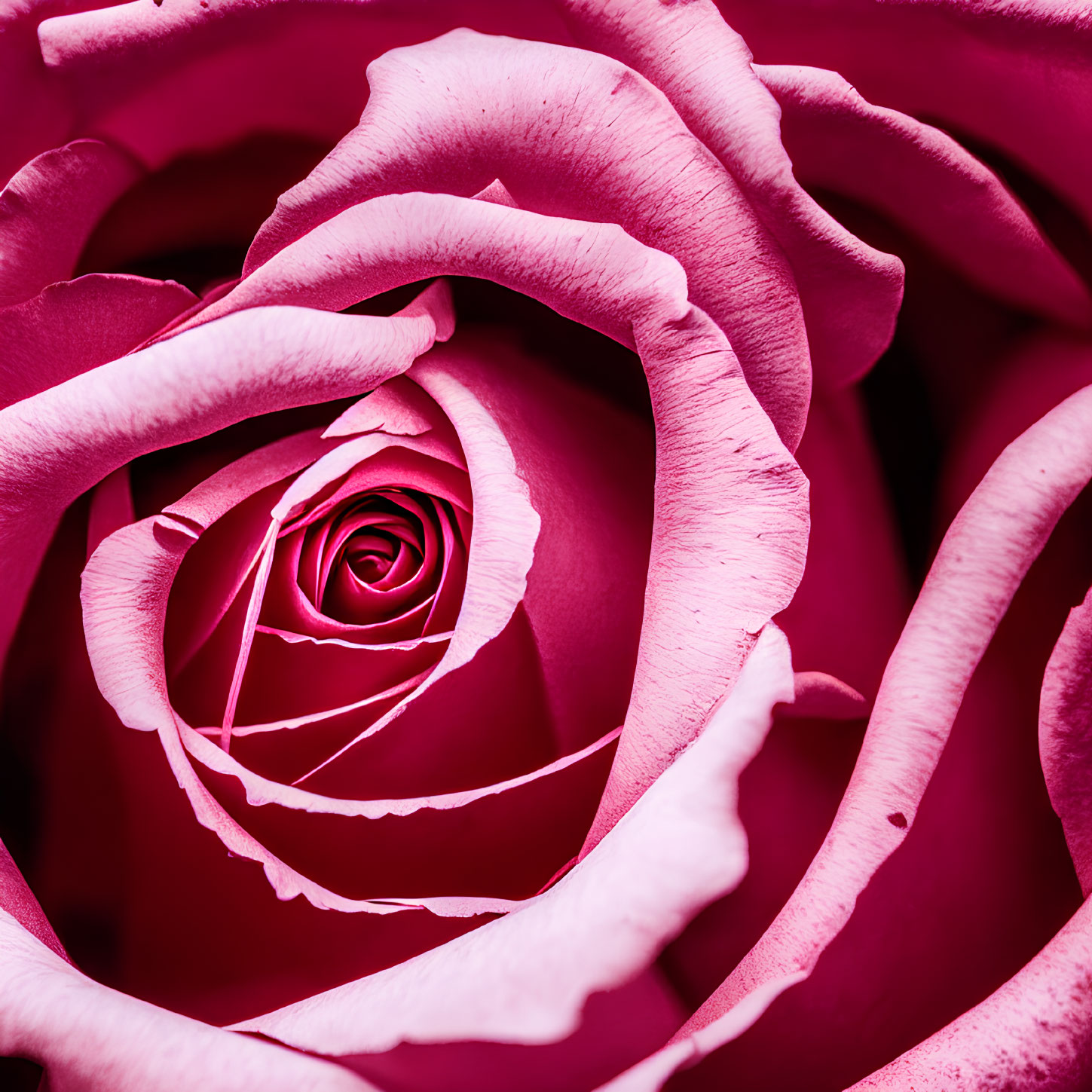 Detailed View of Vibrant Pink Rose Petals