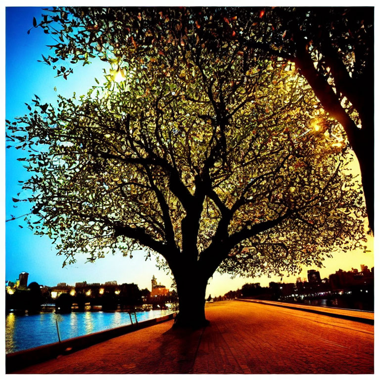 Colorful sunset over river with tree silhouette and cityscape in distance