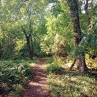 Lush green forest path with vibrant orange and purple undergrowth