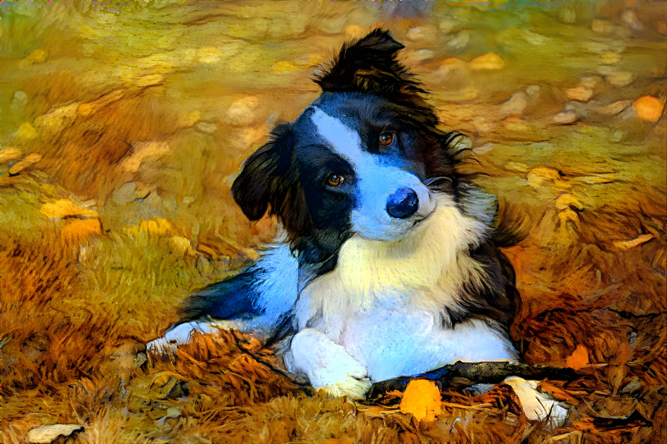 Border Collie