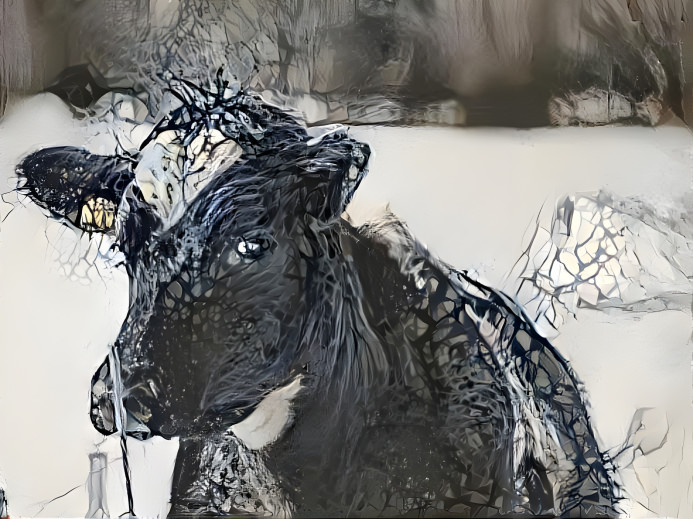 Snowy Cow