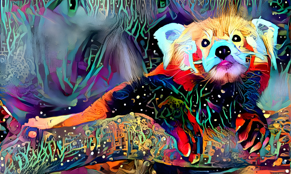  Red Panda