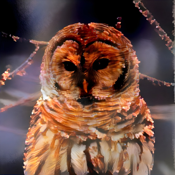 Owl