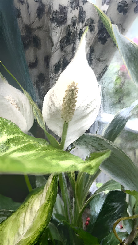 Peace Lily