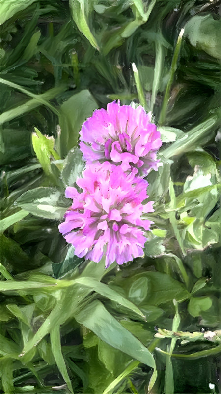 Red Clover