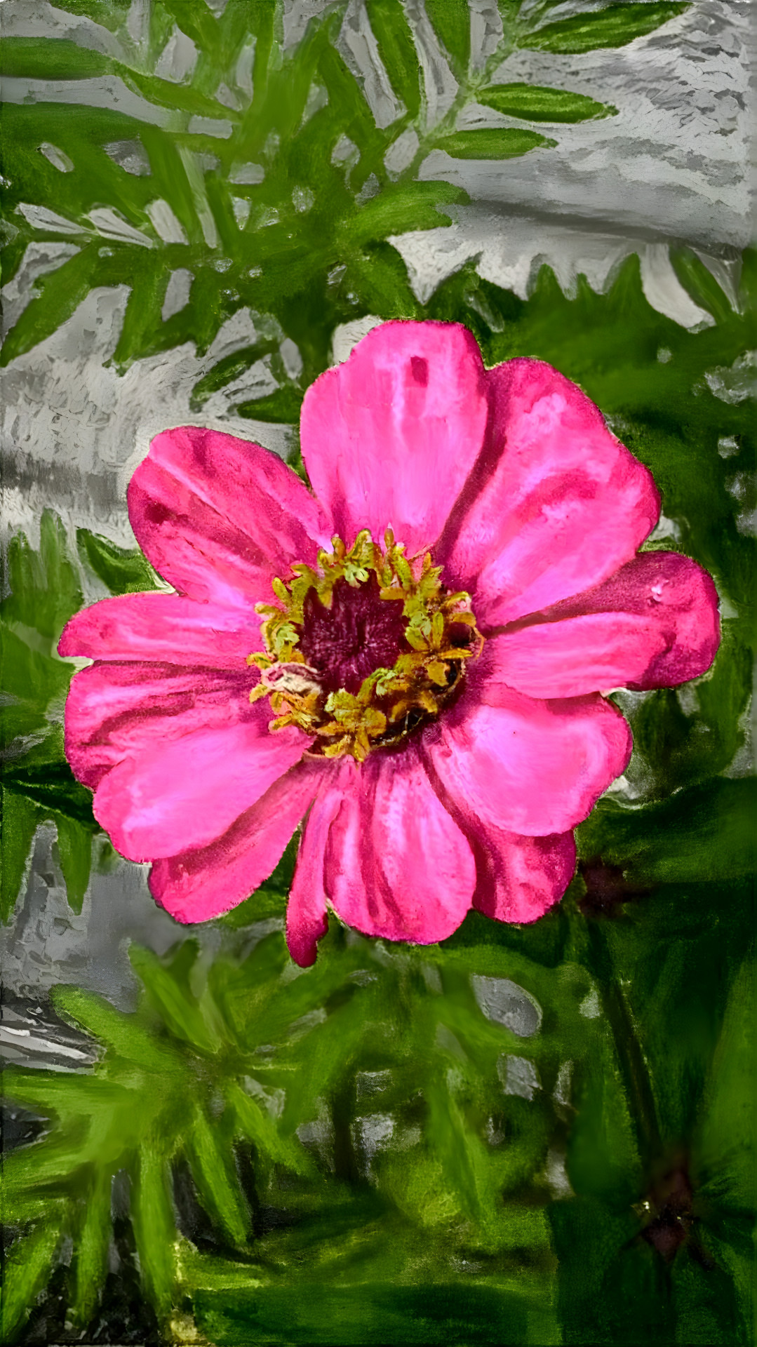 Zinnia