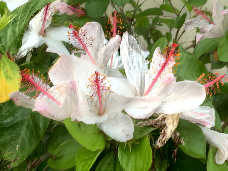 Chinese Hibiscus 