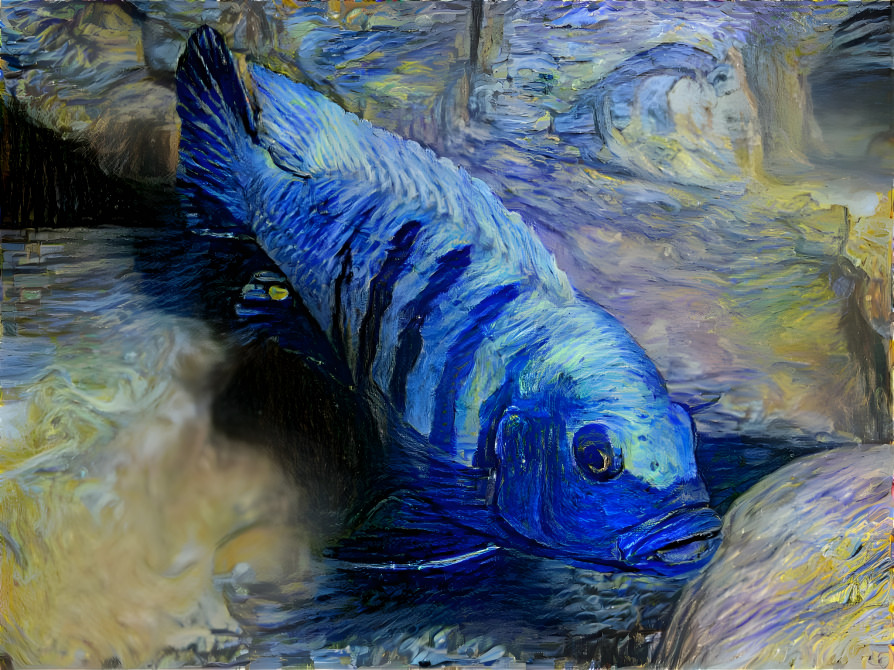 Cichlid