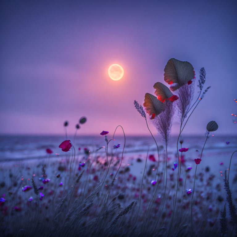 Tranquil sunset over red poppy field in pinkish-orange light