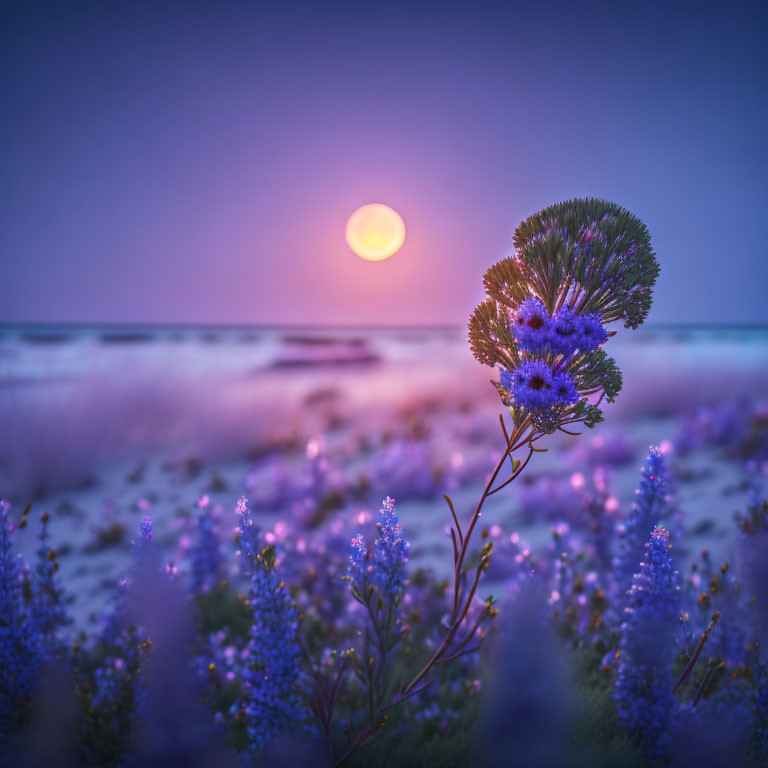 Tranquil beach sunset with purple flowers and setting sun