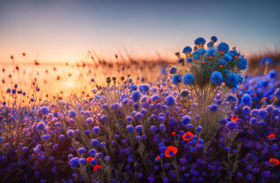 Tranquil Sunset Field with Vibrant Blue and Red Flowers