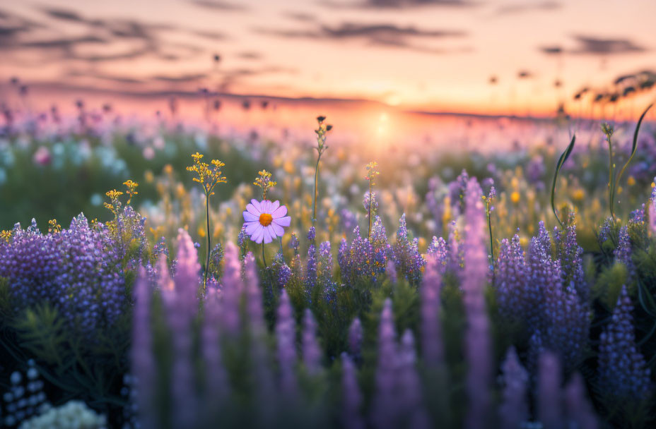 Tranquil sunset over purple and white wildflowers with soft focus