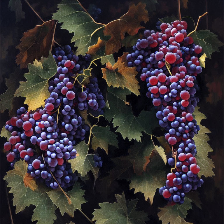 Ripe purple and red grapes on vine with green leaves against dark background