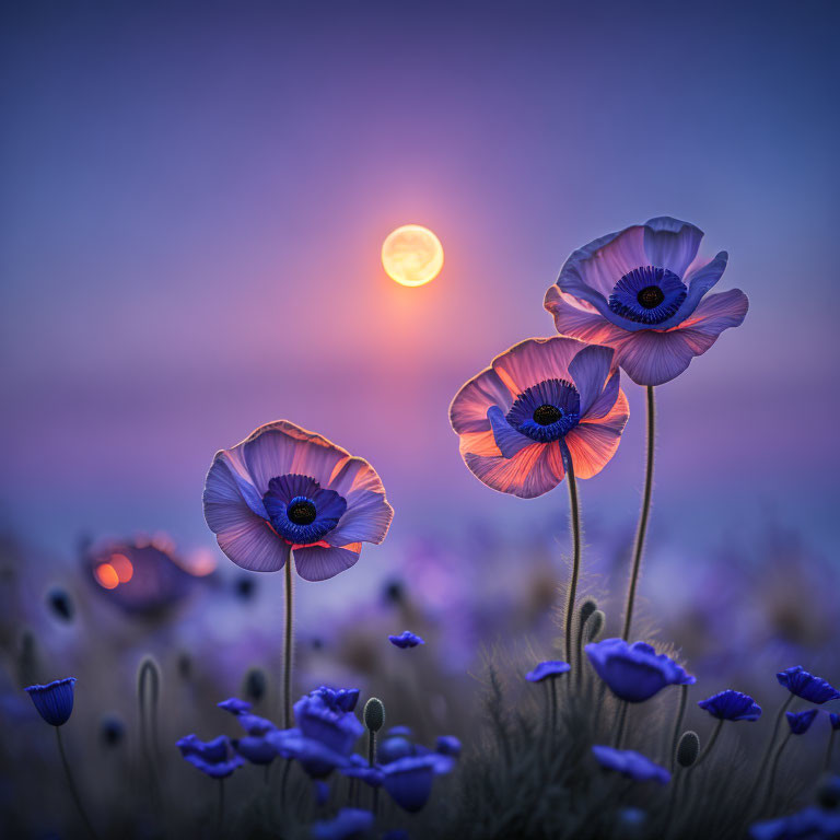 Vibrant poppies in twilight sky with blurred sunset and purple wildflowers