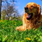 Colorful painting of a gleaming dog in whimsical rainbow backdrop