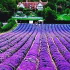 Glass Flask Among Purple Flowers in Sunlit Garden