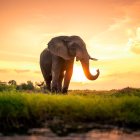 Surreal Landscape with Striped Elephant at Sunset