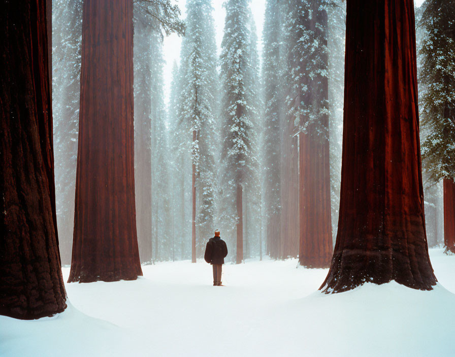 Snow-covered sequoia trees in wintry forest haze