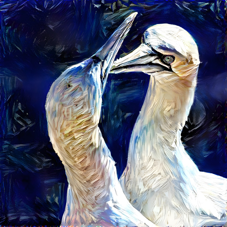 two gannets