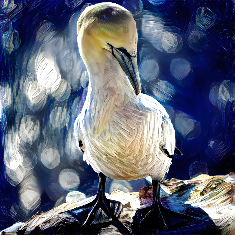 gannet