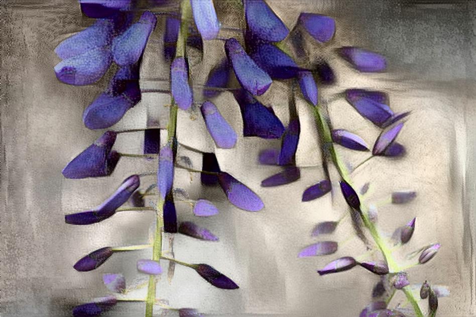 Wisteria cubisti