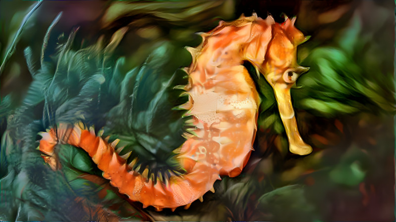 Sea horse 8